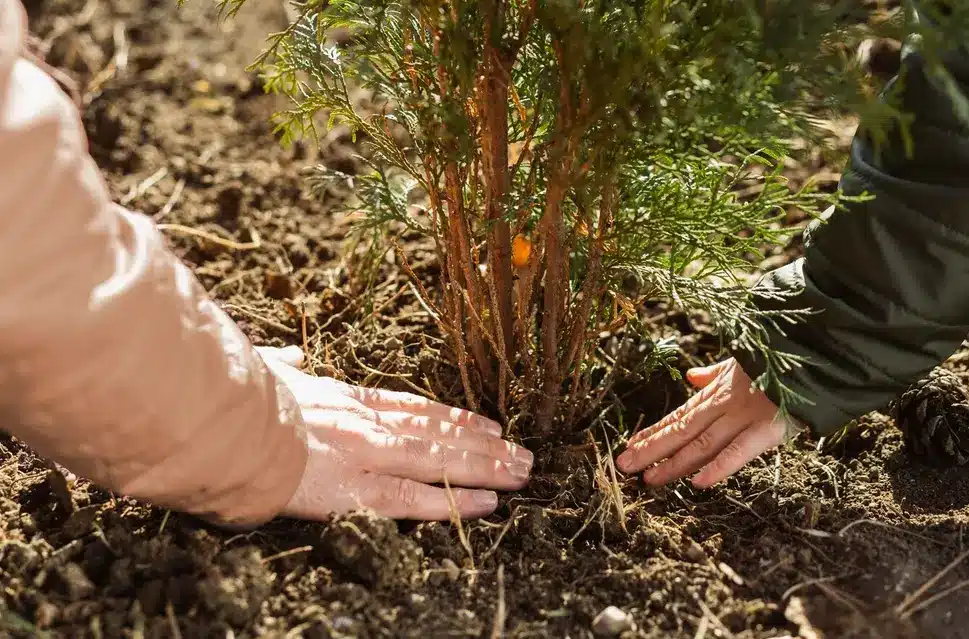 The Secrets of Cultivating Fruit Trees: Tips and Tricks