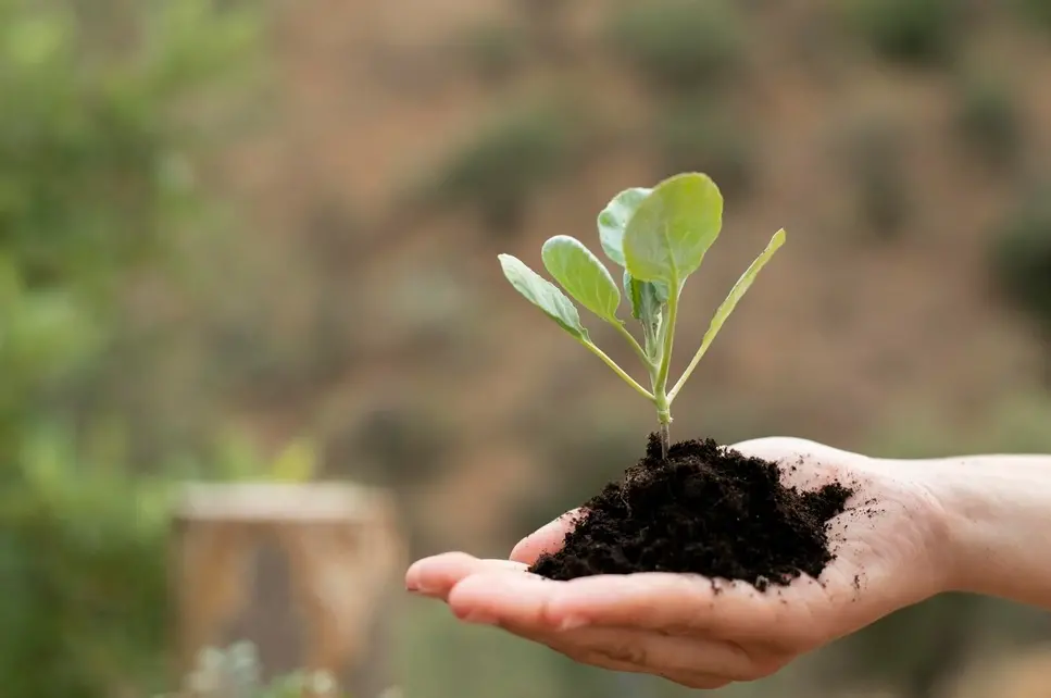 From Soil to Harvest: Step-by-Step Guide to Planting Fruit Trees