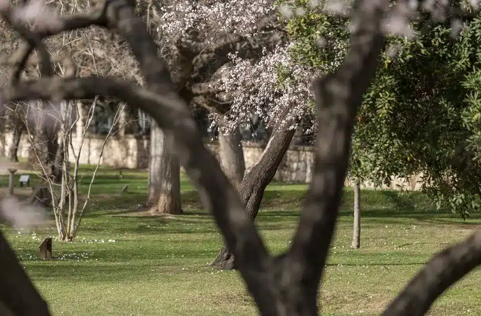 Sustainability in Your Backyard: Contributing by Planting Fruit Trees