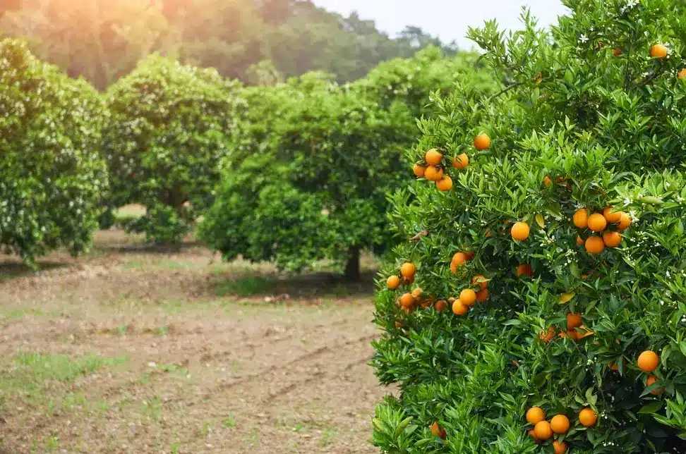 The Role of Fruit Trees in Your Garden’s Biodiversity