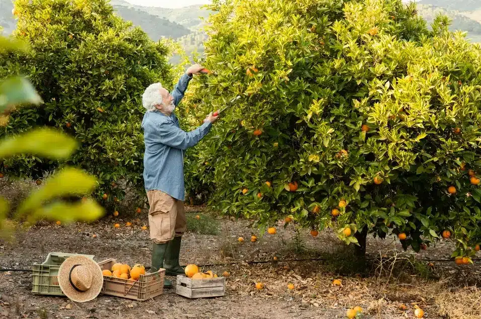 Planning the Perfect Orchard: How to Organize Space for Fruit Trees