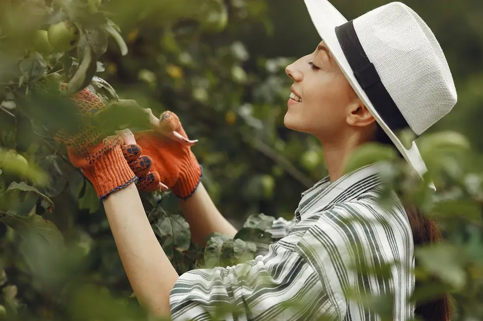 Demystifying Pruning: Essential Techniques for Healthy Fruit Tree Growth
