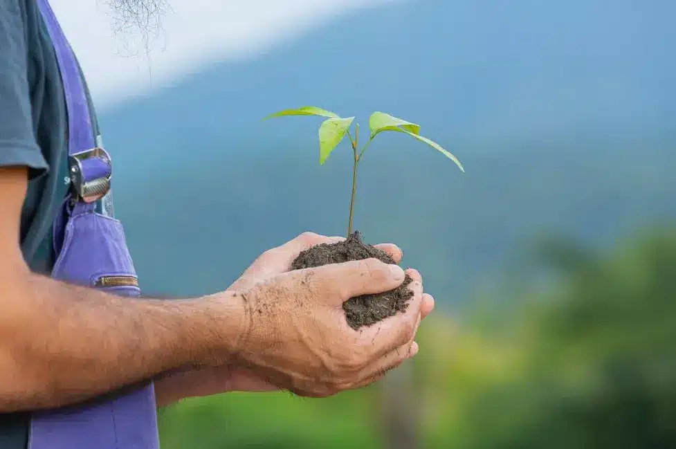 Planting for the Future: Fruit Trees as an Environmental Investment