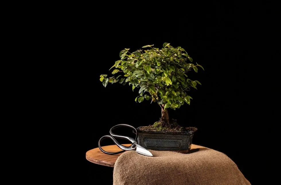 Fruit Trees in Pots: An Option for Small Spaces