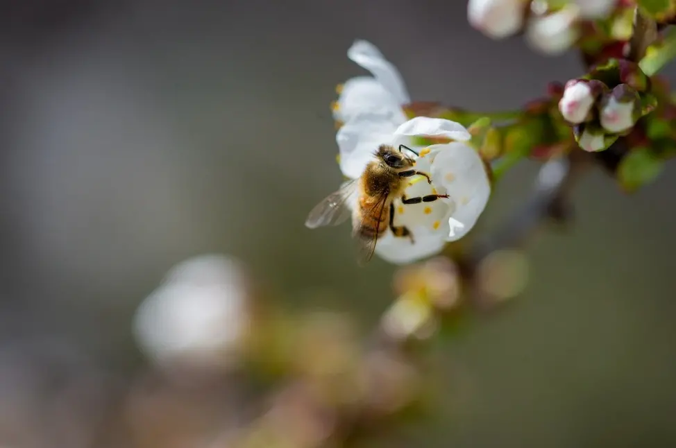 The Importance of Pollination: How to Attract Pollinators to Your Orchard
