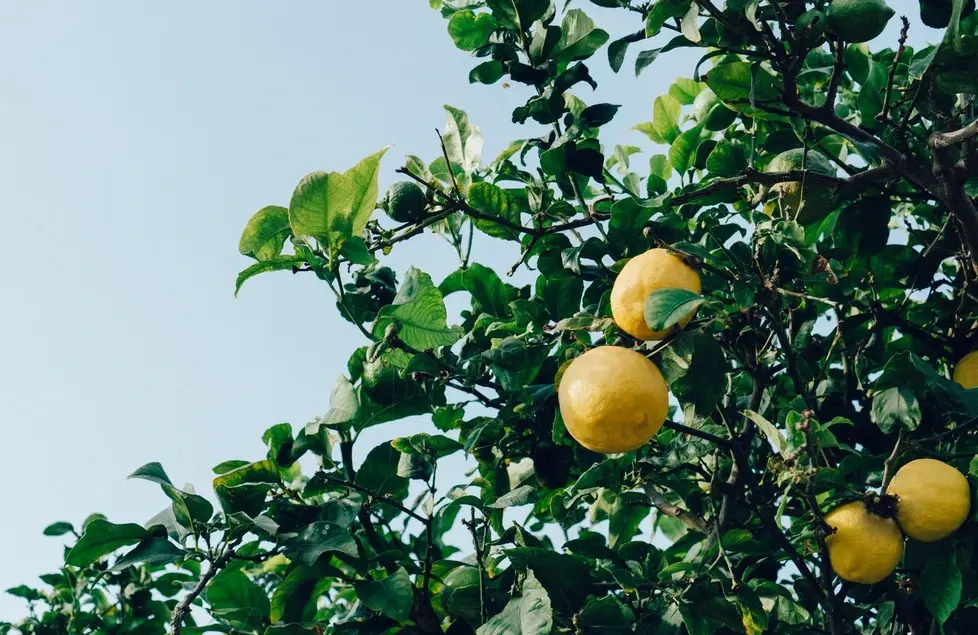 Native Fruit Trees: A Sustainable Choice for Your Garden