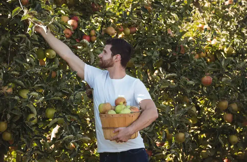 Edible Garden: Integrating Fruit Trees into Urban Landscapes