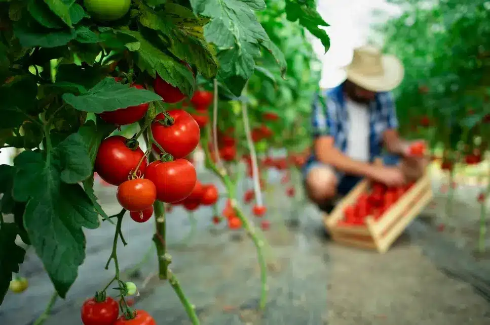 Harvest Synchronization: Planning Strategic Planting of Fruit Trees