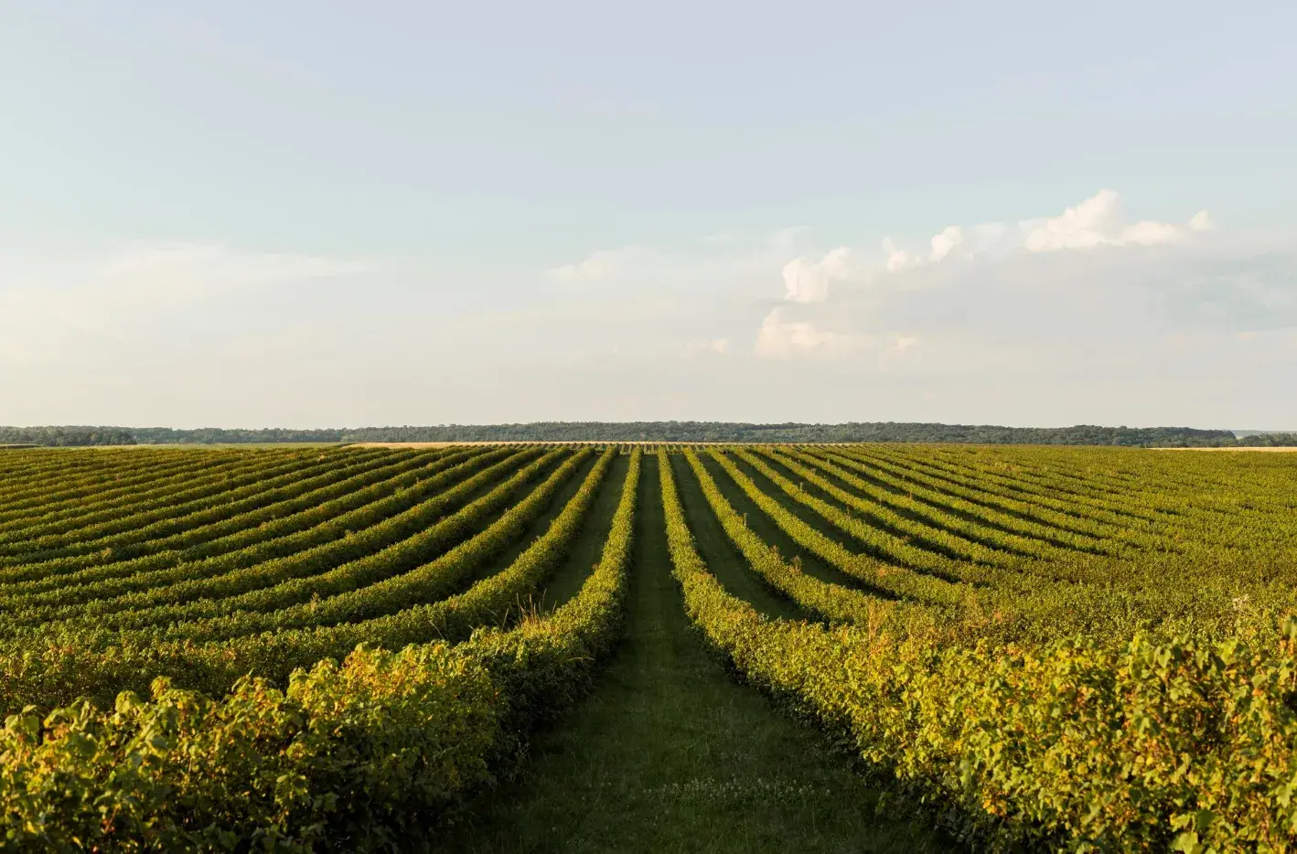 The Best Time to Plant Fruit Trees: A Clear Seasonal Guide