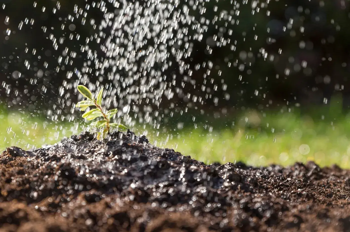 Watering Wisdom: Proper Irrigation for Thriving Fruit Trees