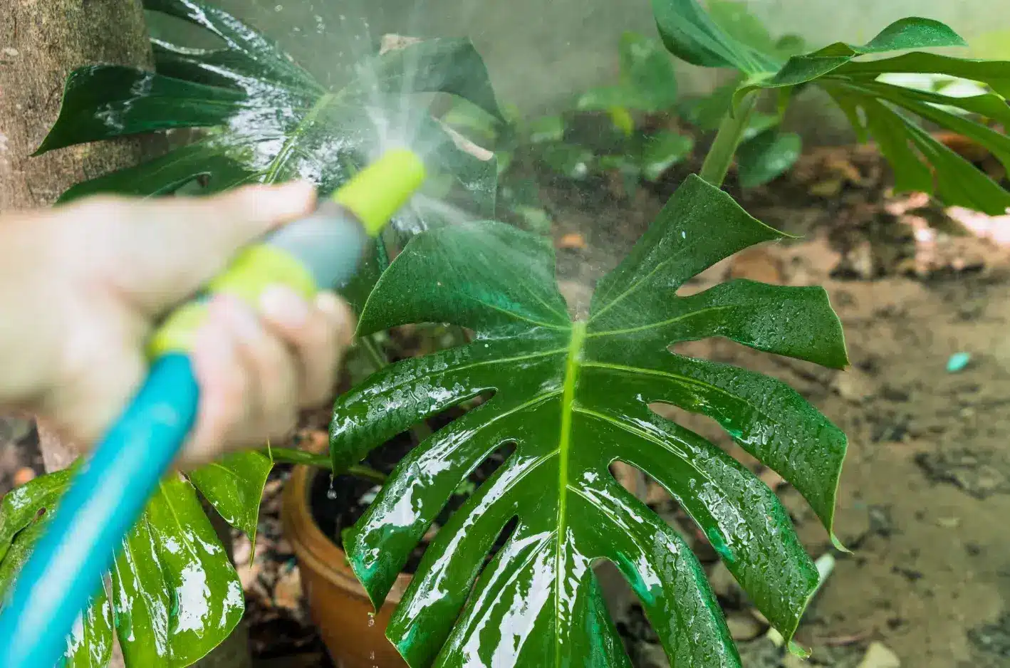 Companion Planting: Enhancing Fruit Tree Growth with Other Plants