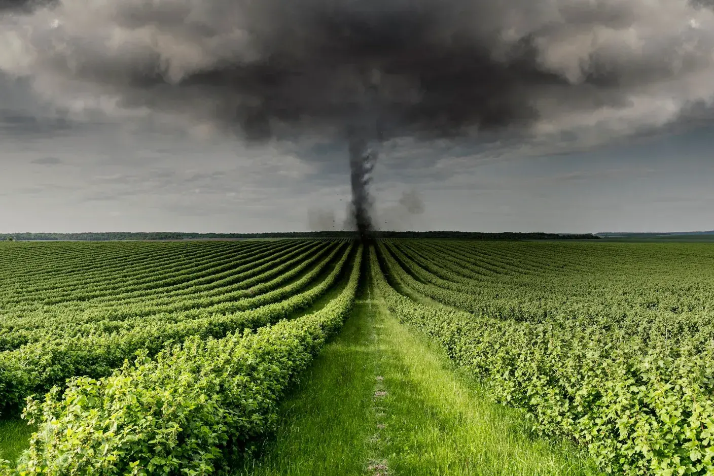 Climate Considerations: Choosing Fruit Trees for Your Local Conditions