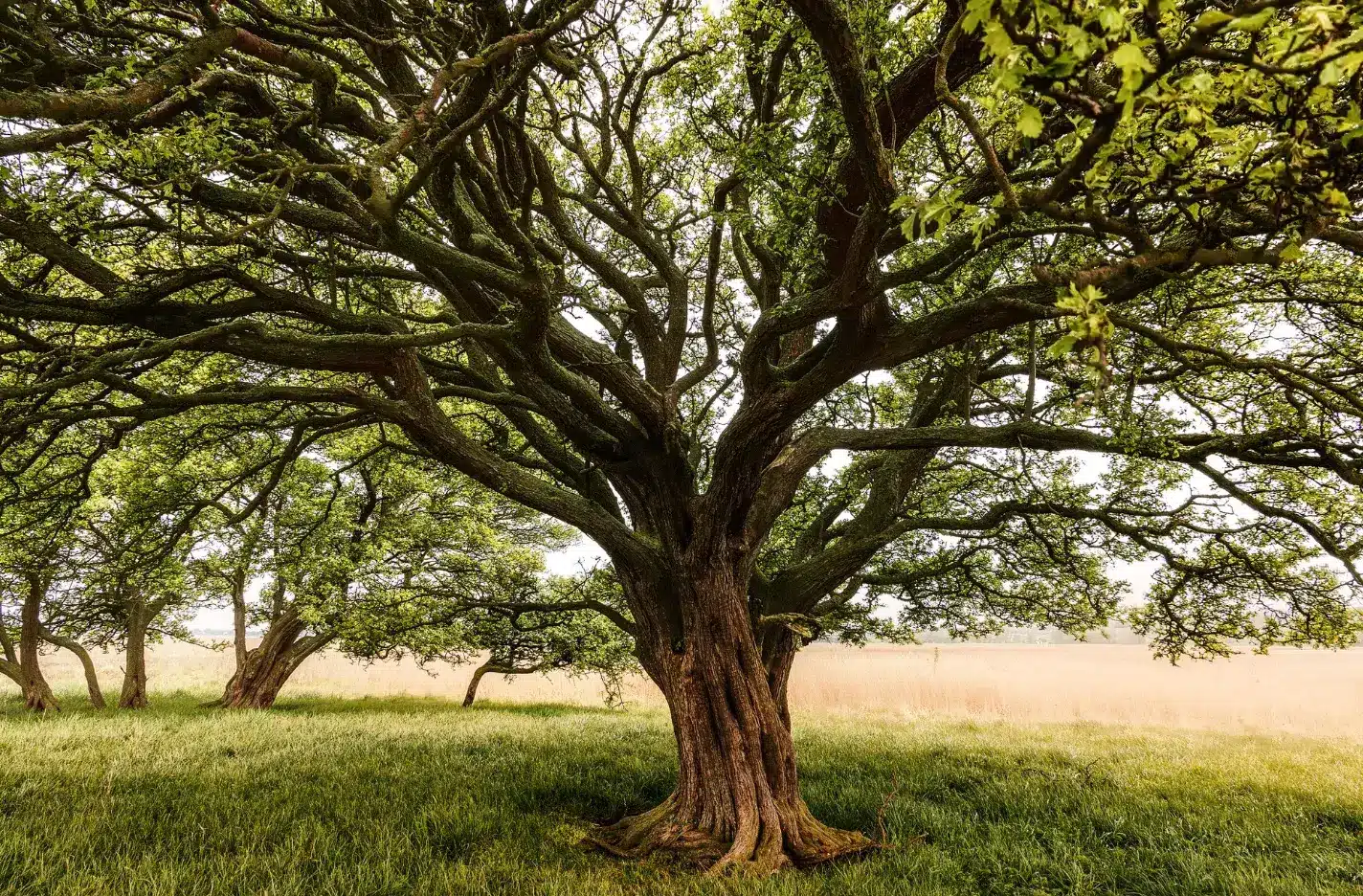 Mulching Magic: Benefits and Techniques for Fruit Trees