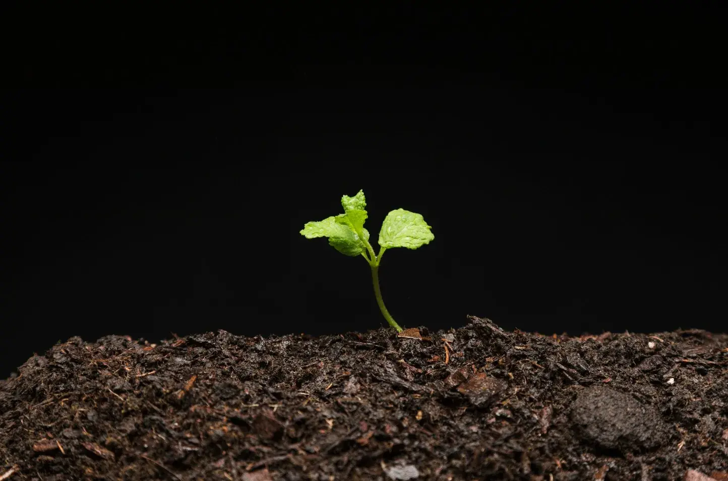 From Seed to Sapling: A Guide to Growing Fruit Trees from Seeds