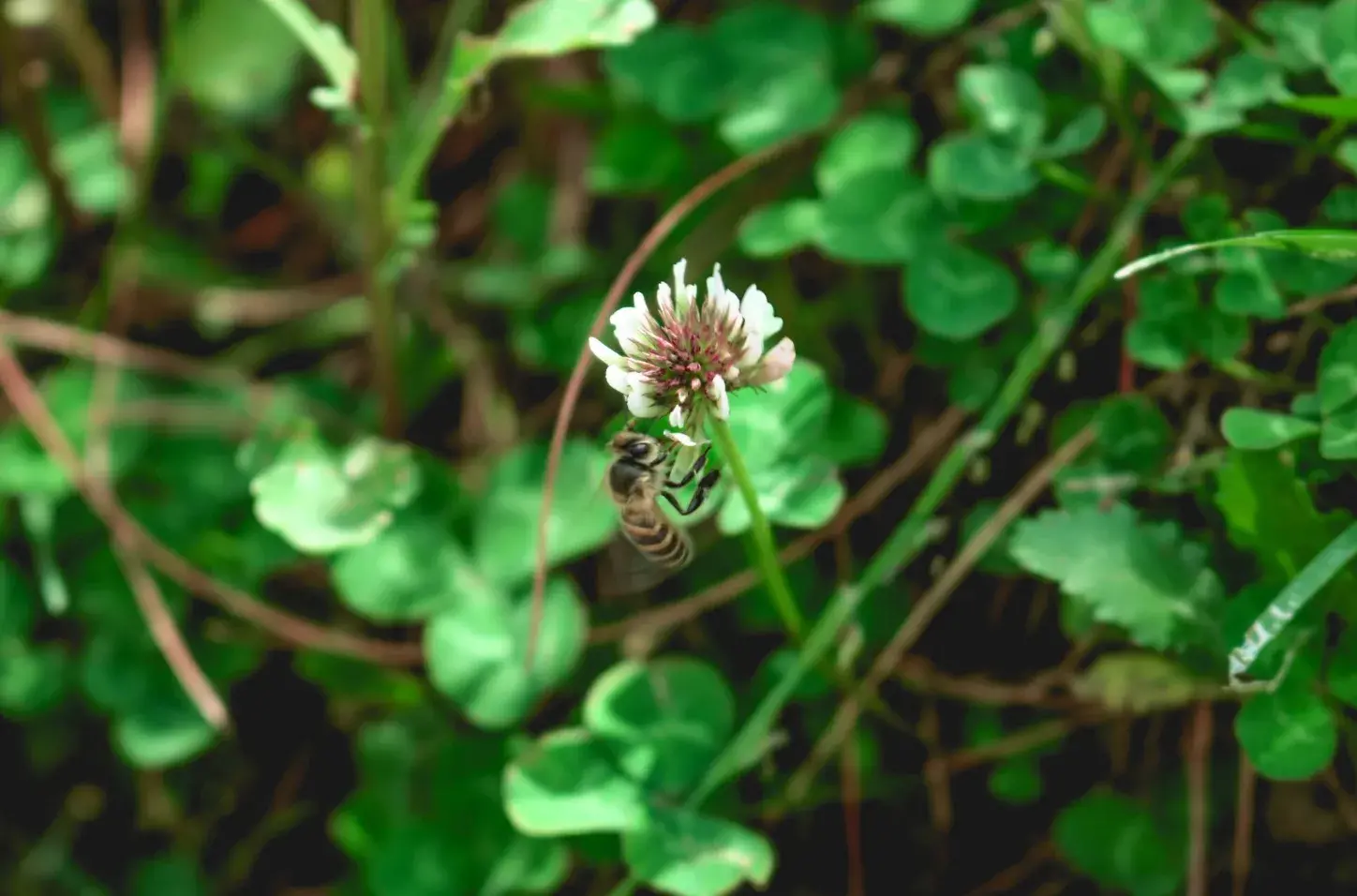 Everything You Need to Know About Fruit Tree Pollination