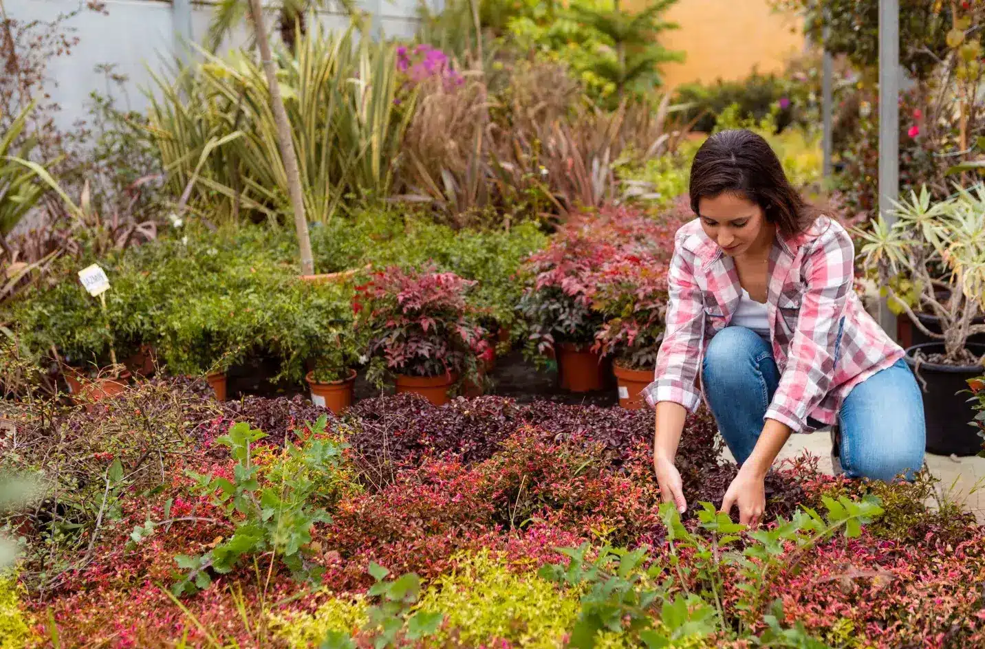 Planting Calendar: When to Plant Each Type of Fruit Tree