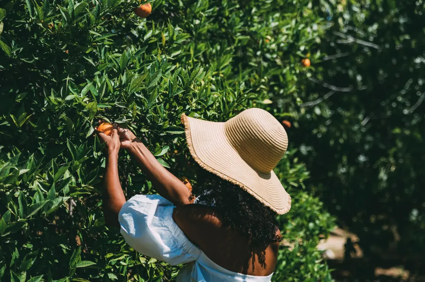 Fast-Growing Fruit Trees: Harvesting in No Time