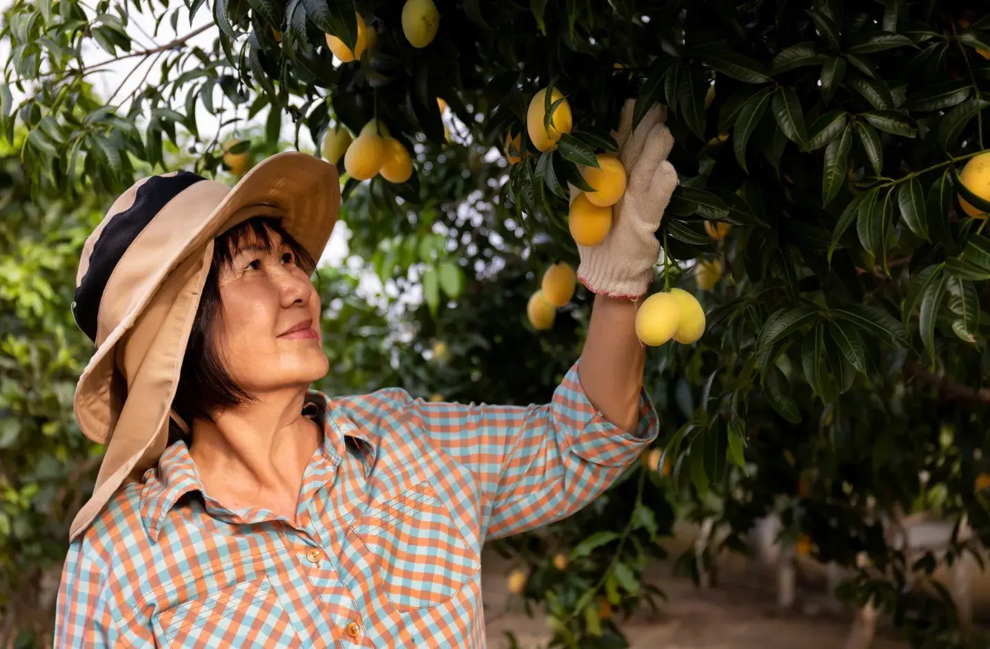 How to Propagate Fruit Trees Through Cuttings and Grafting
