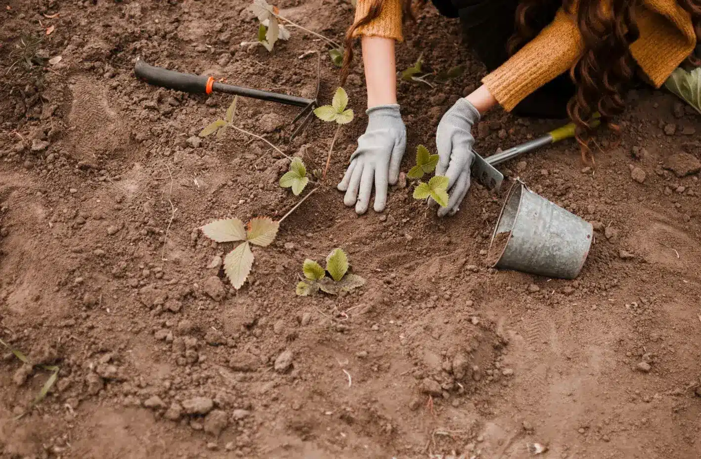 How to Prepare the Ideal Soil for Your Fruit Trees