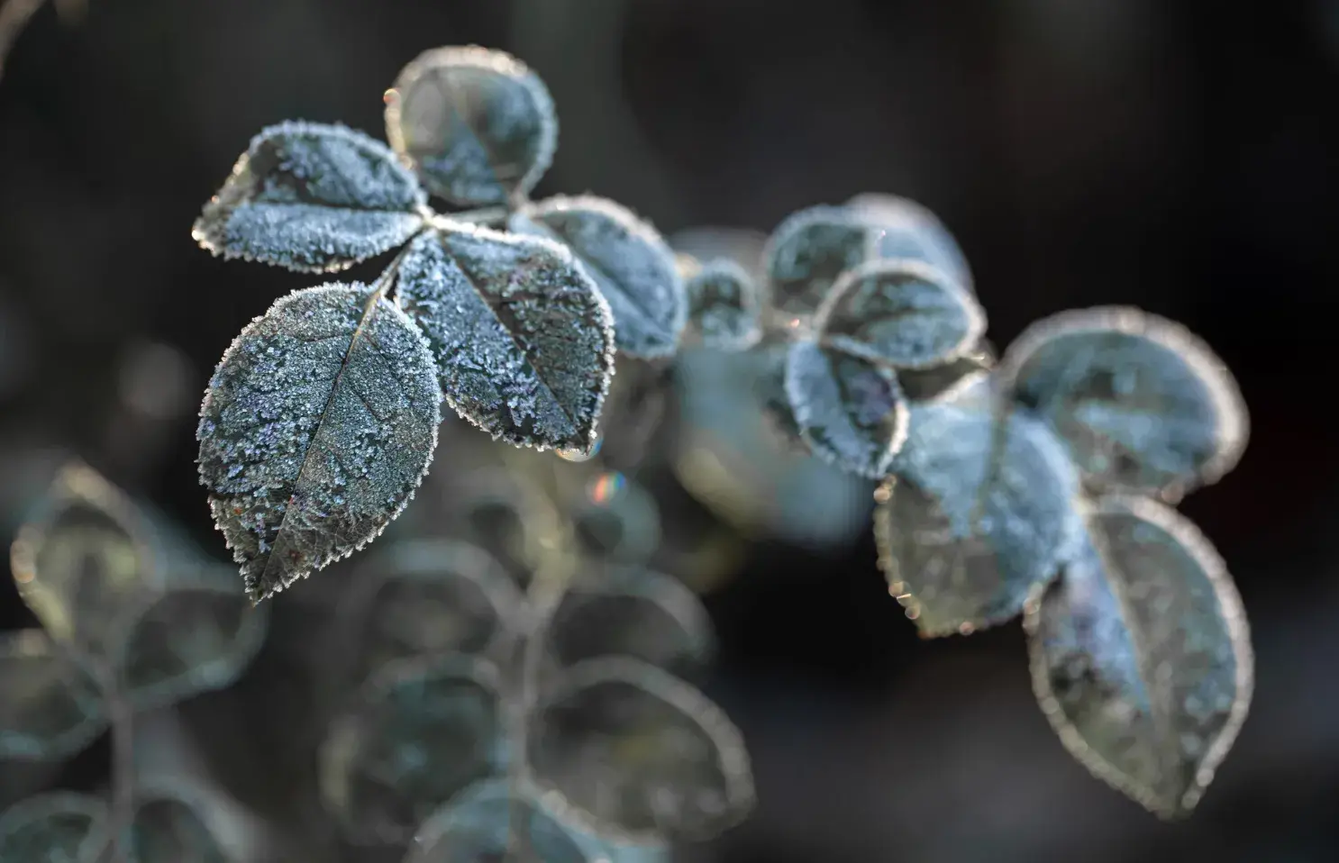 Fruit Trees in Cold Regions: How to Protect and Care