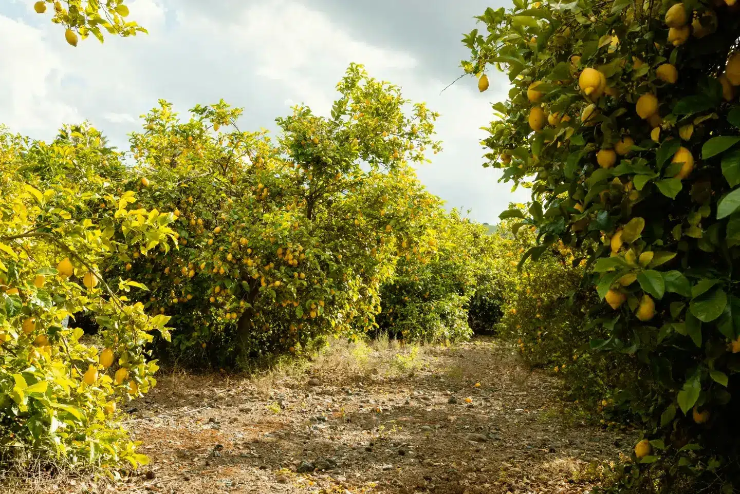 Step-by-Step Guide to Planting and Caring for Citrus Trees