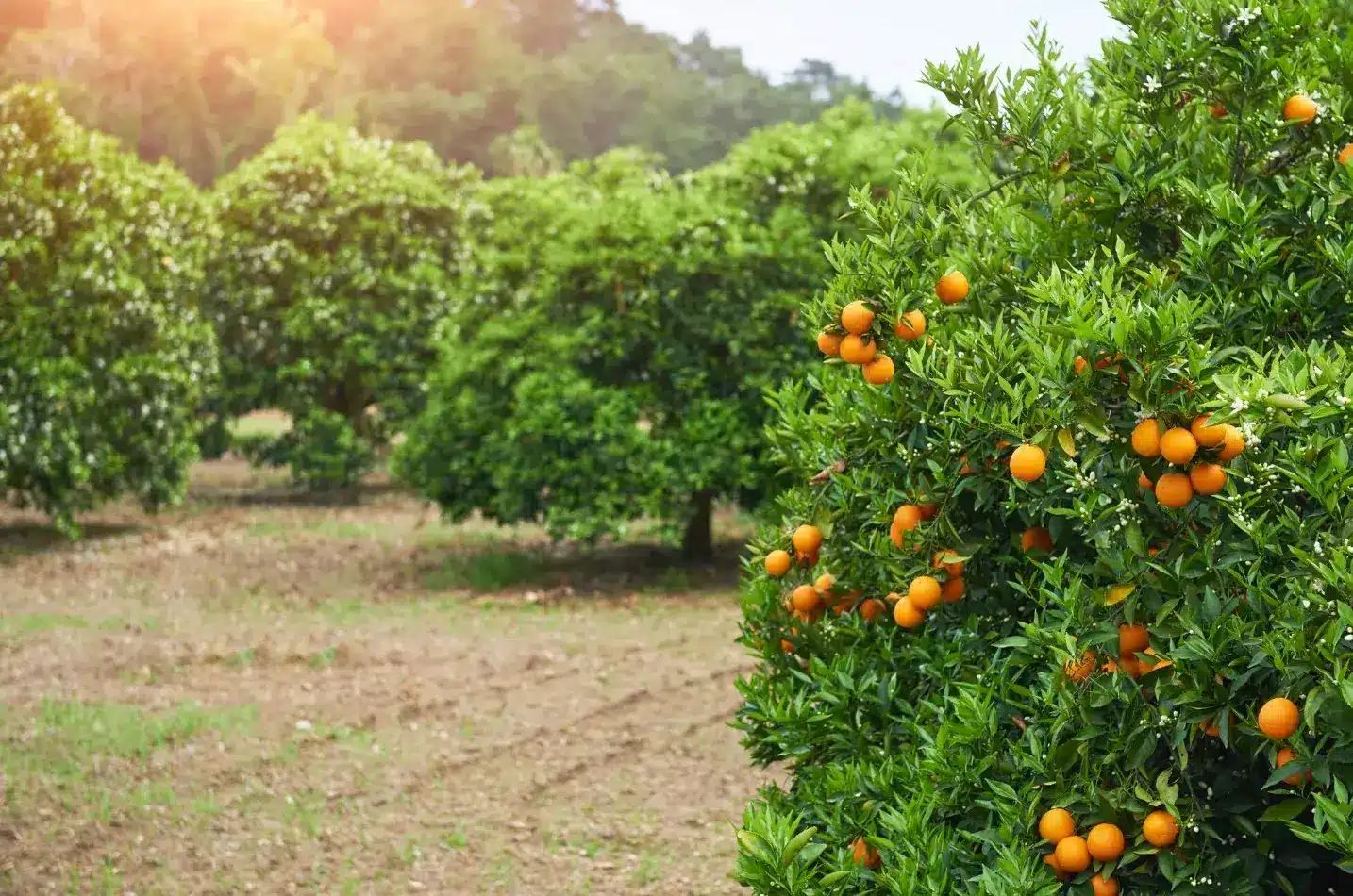 Rare Fruit Trees: How to Grow and Care for Unique Species