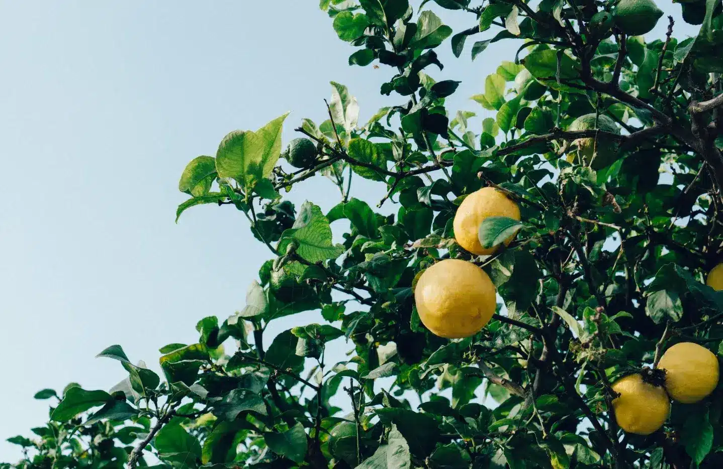 The Complete Guide to Planting and Caring for Fruit Trees
