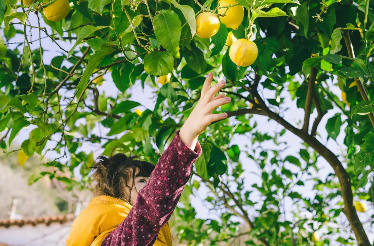 How to Choose the Ideal Fruit Tree for Every Climate
