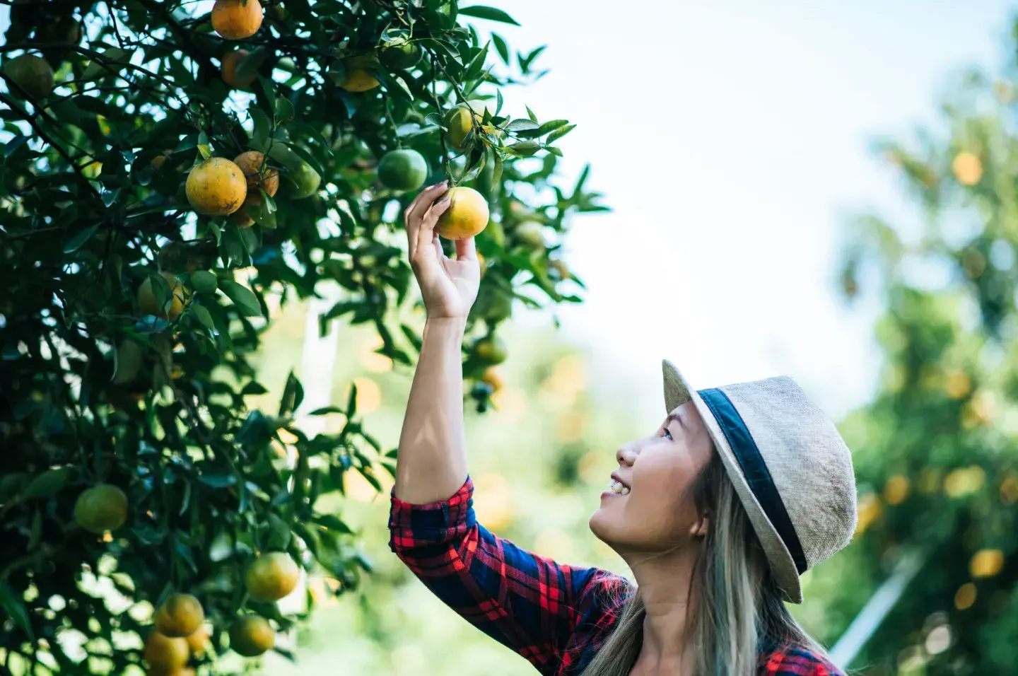Step-by-Step Guide to Growing Fruit Trees at Home