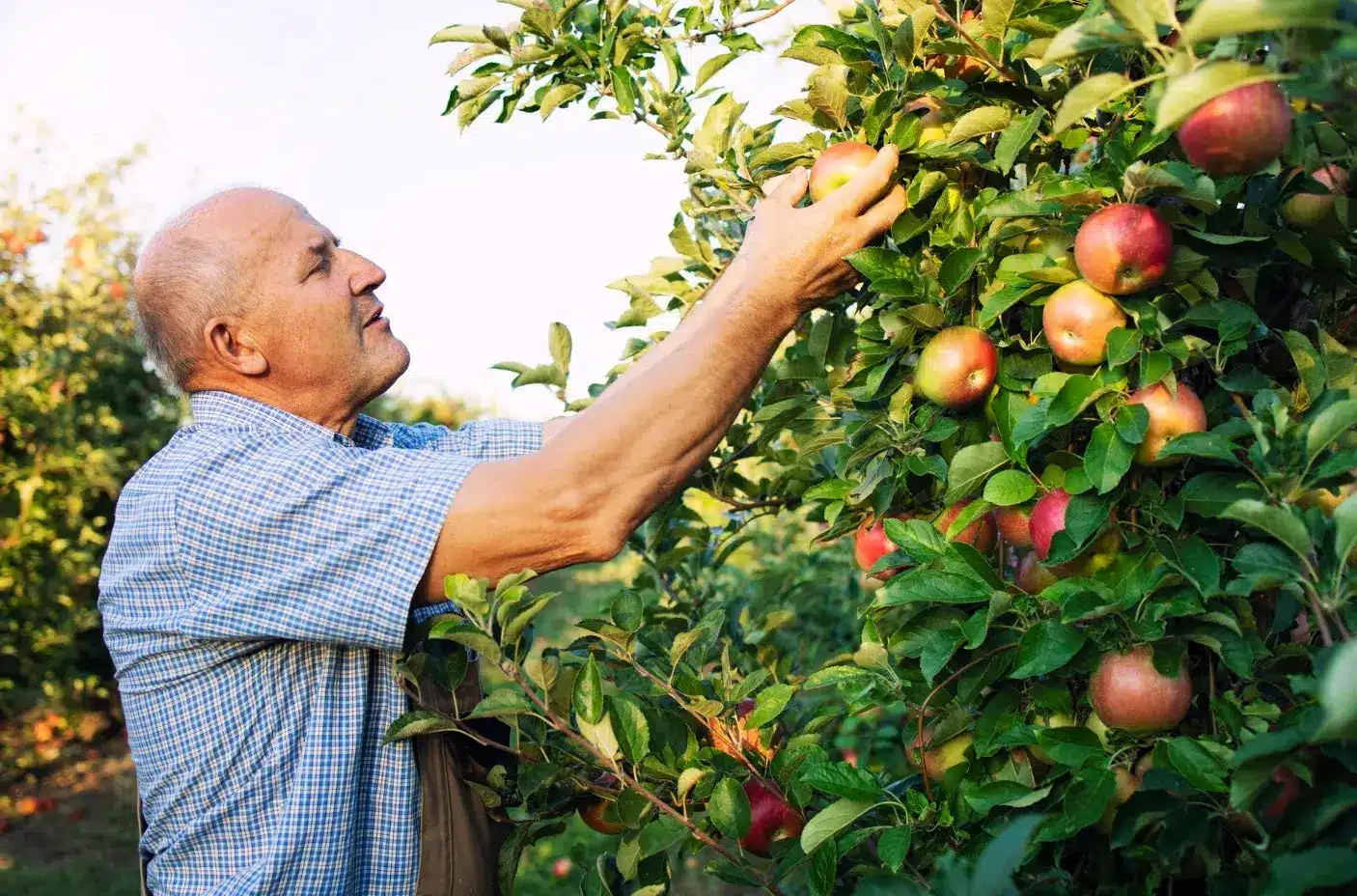 Essential Tips for Growing Fruit Trees in Small Spaces