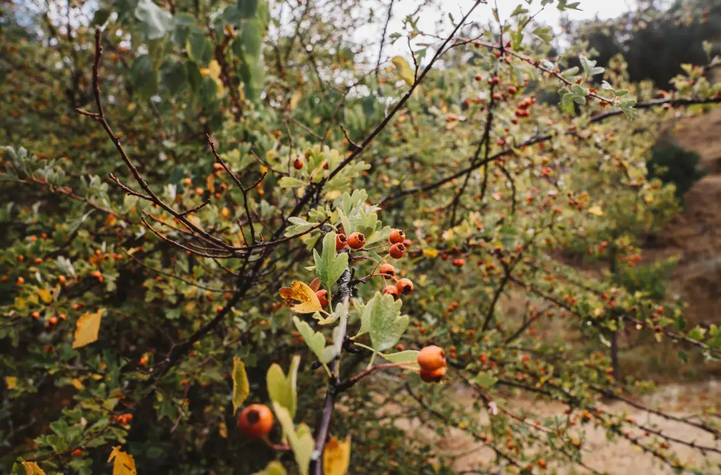 How to Maintain Fruit Trees Throughout the Year