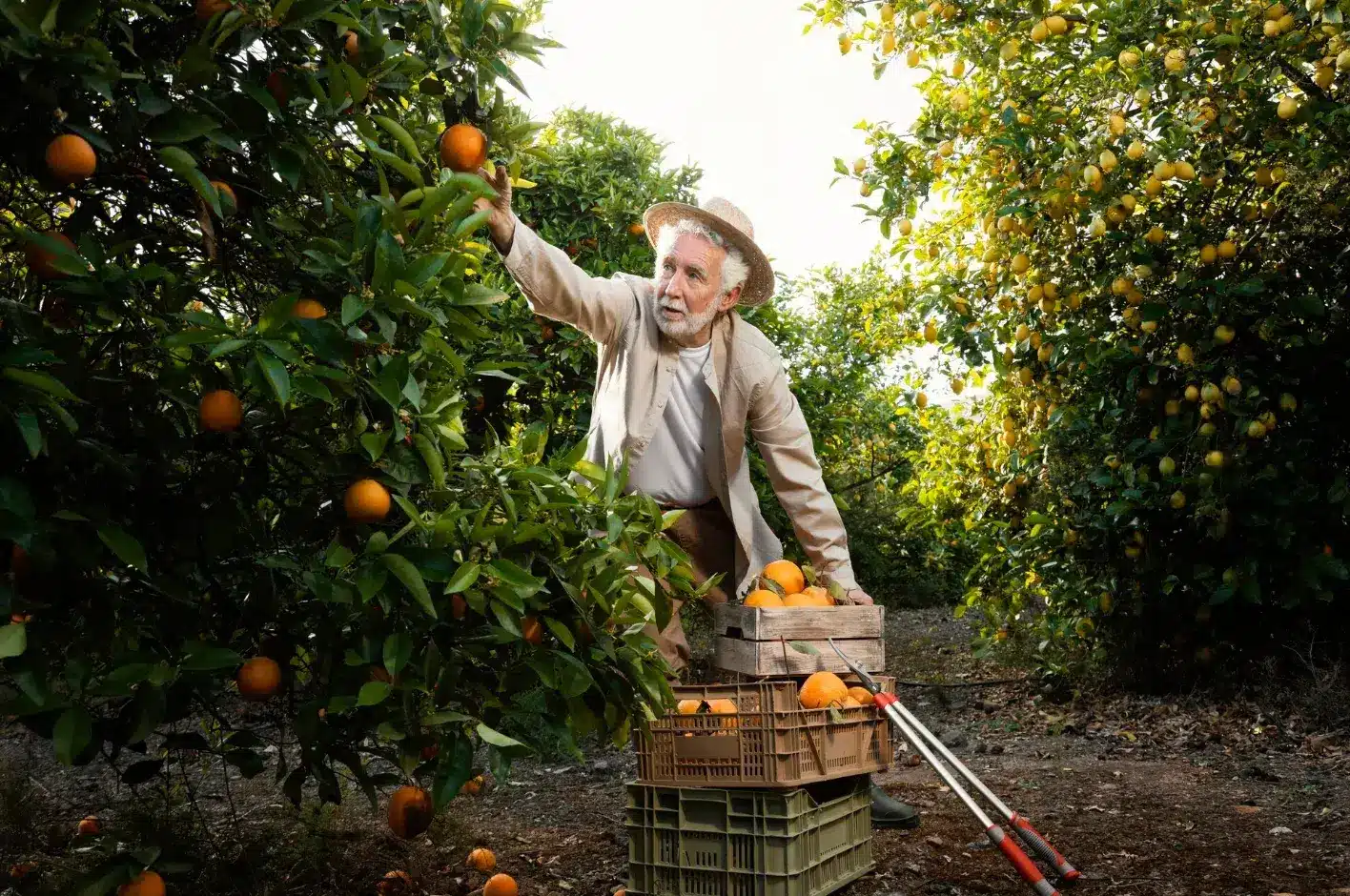 The Easiest Fruit Trees to Grow for Beginners