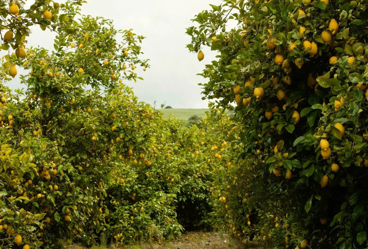 Common Problems with Fruit Trees and How to Fix Them
