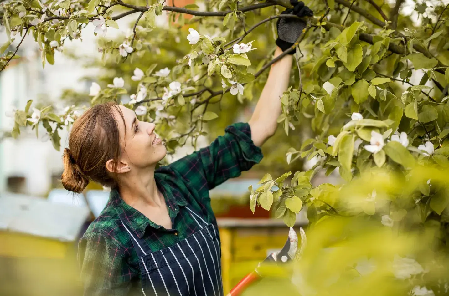 The Best Soil and Fertilizers for Fruit Trees