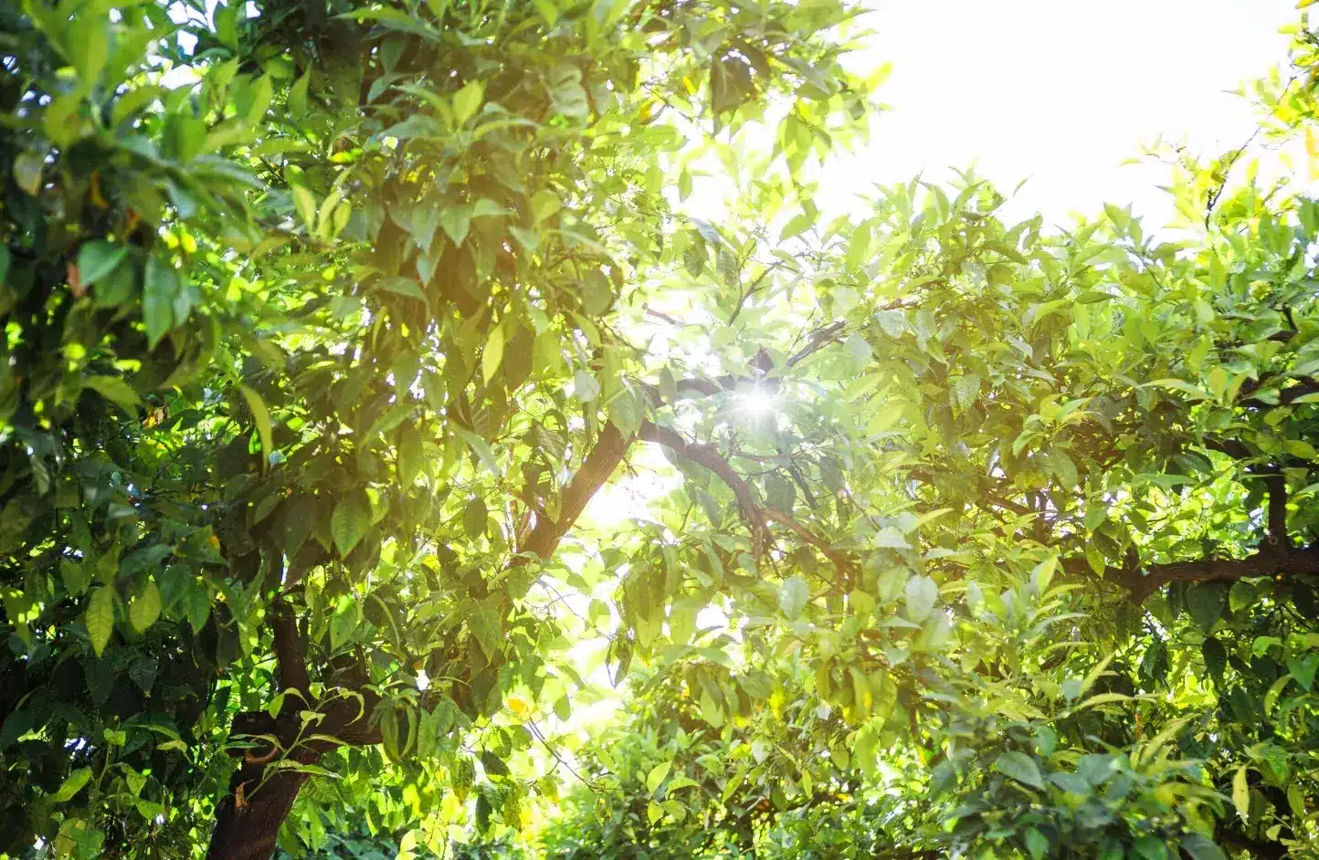 Pruning Techniques for Fruit Trees: A Beginner’s Guide