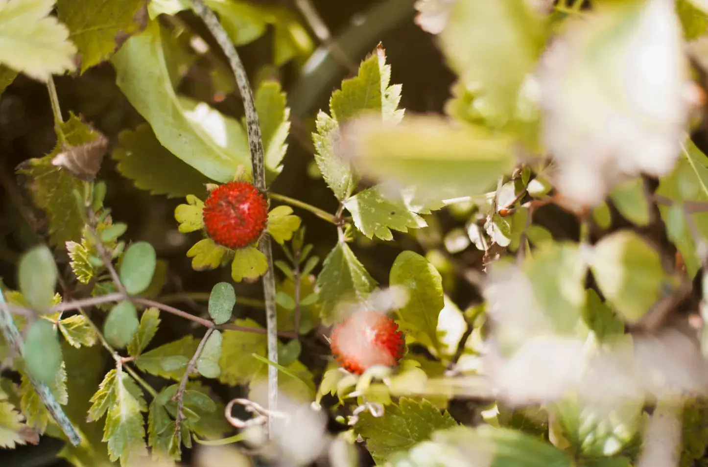 How to Protect Your Fruit Trees from Pests and Diseases
