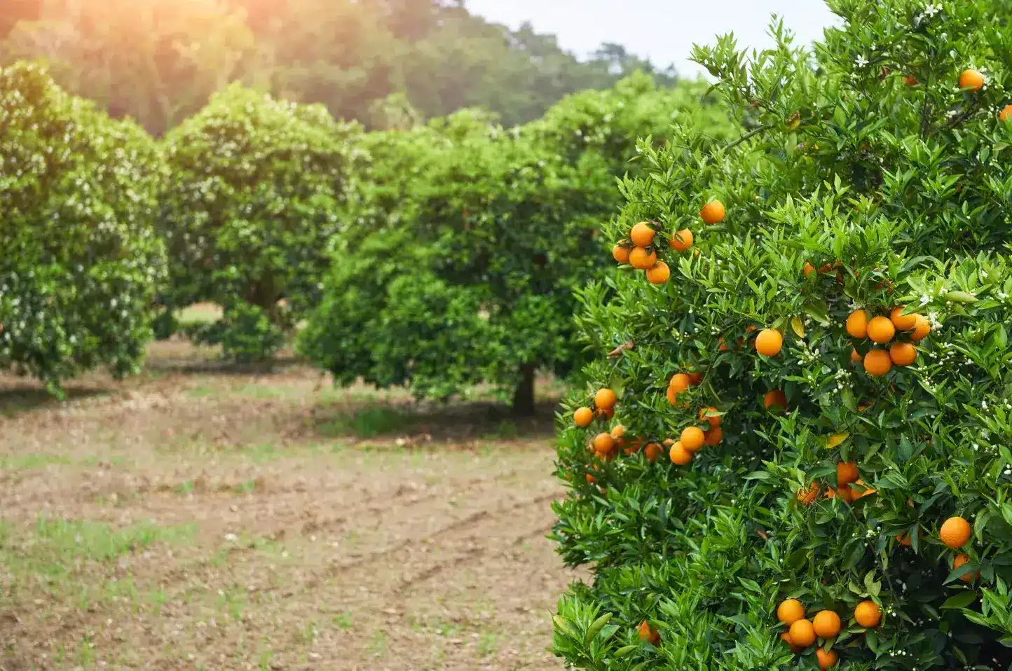 The Best Time of Year to Plant and Transplant Fruit Trees