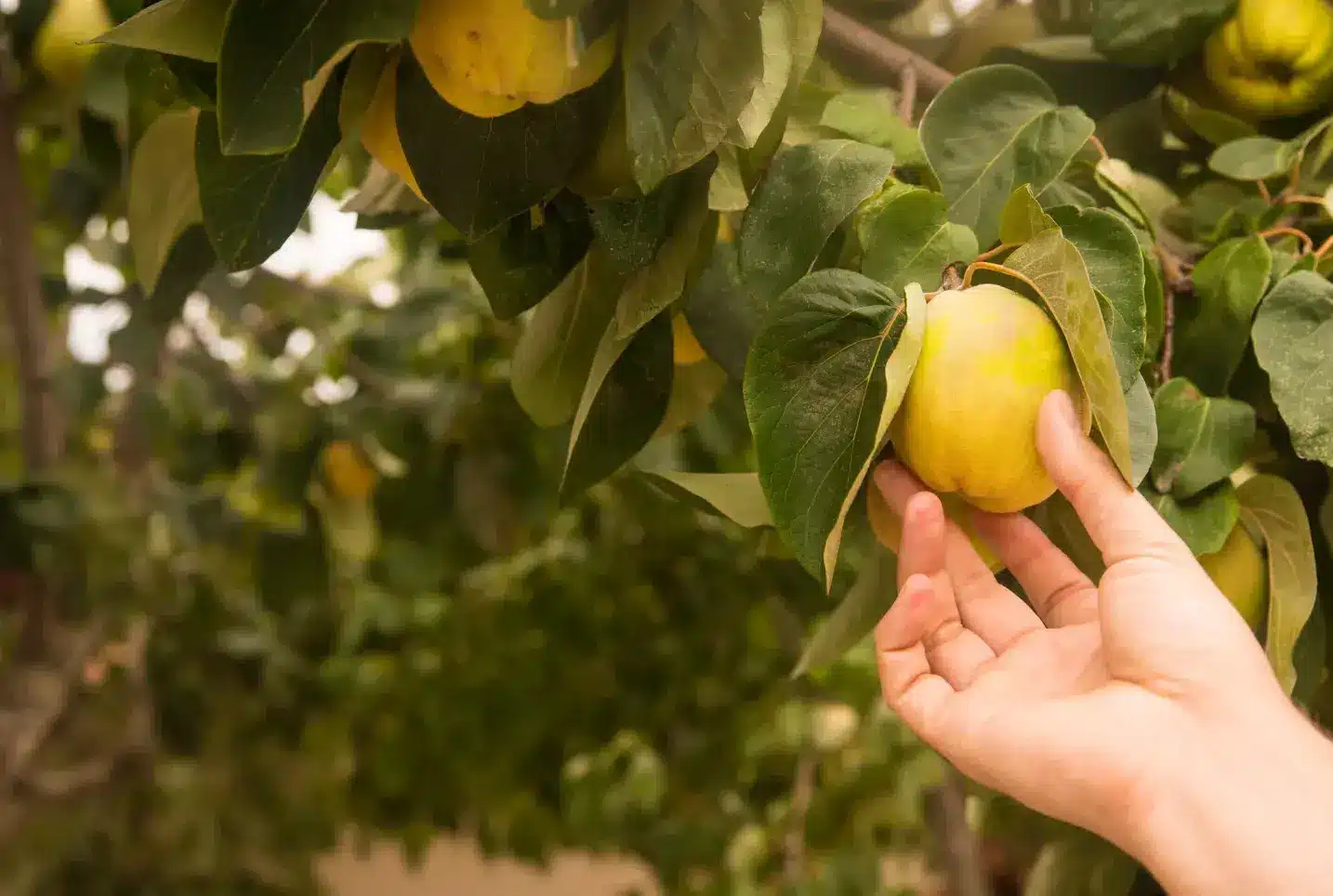 How to Plant Fruit Trees in Pots
