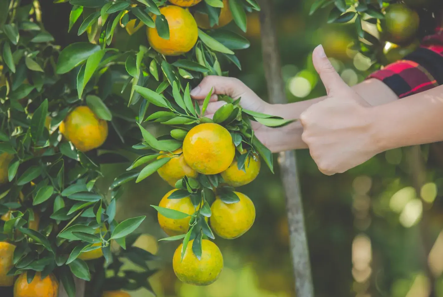 Varieties of Fruit Trees That Adapt to Cold Climates
