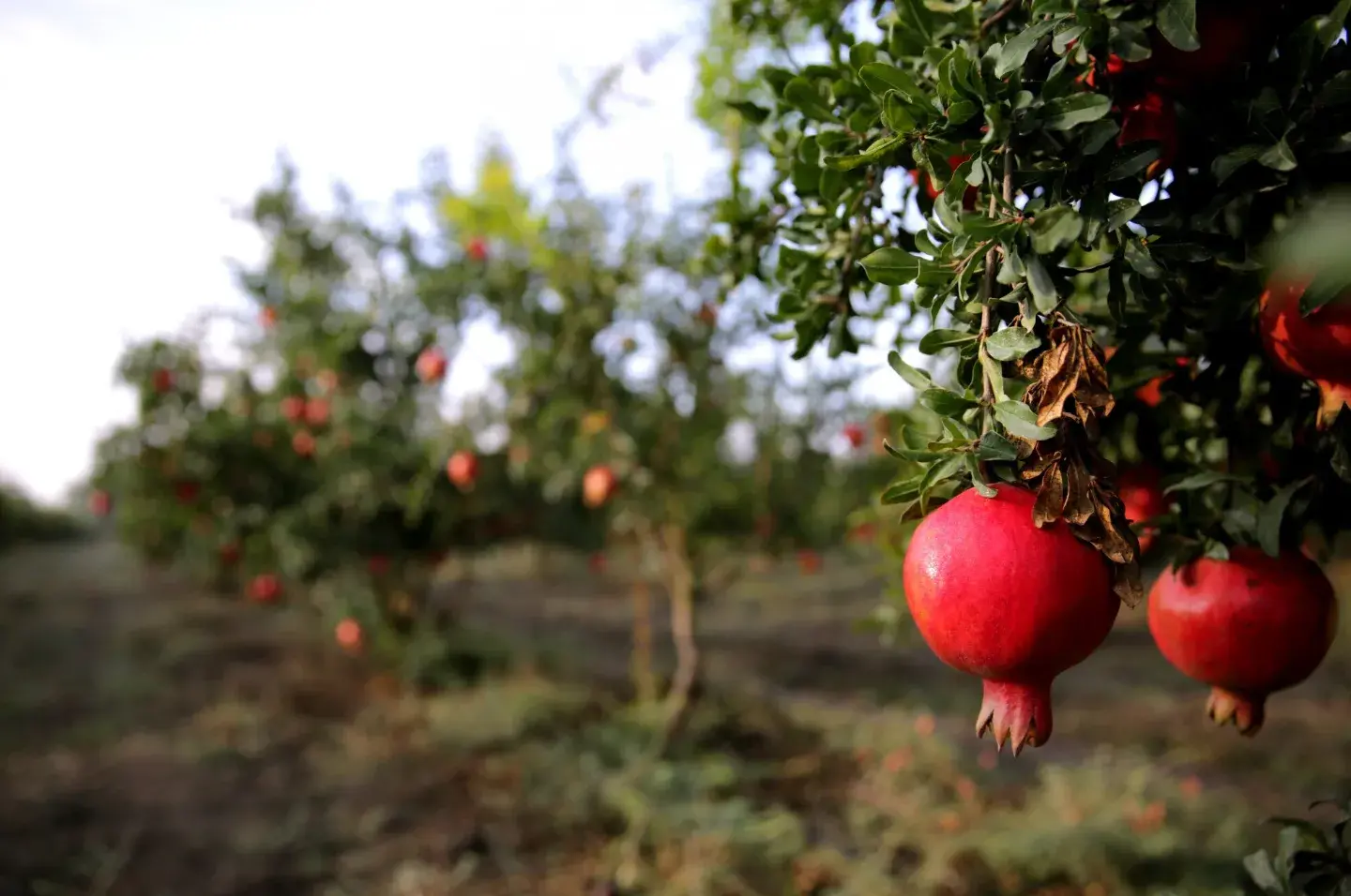 Growing Fruit Trees in Dry Regions: Tips and Tricks