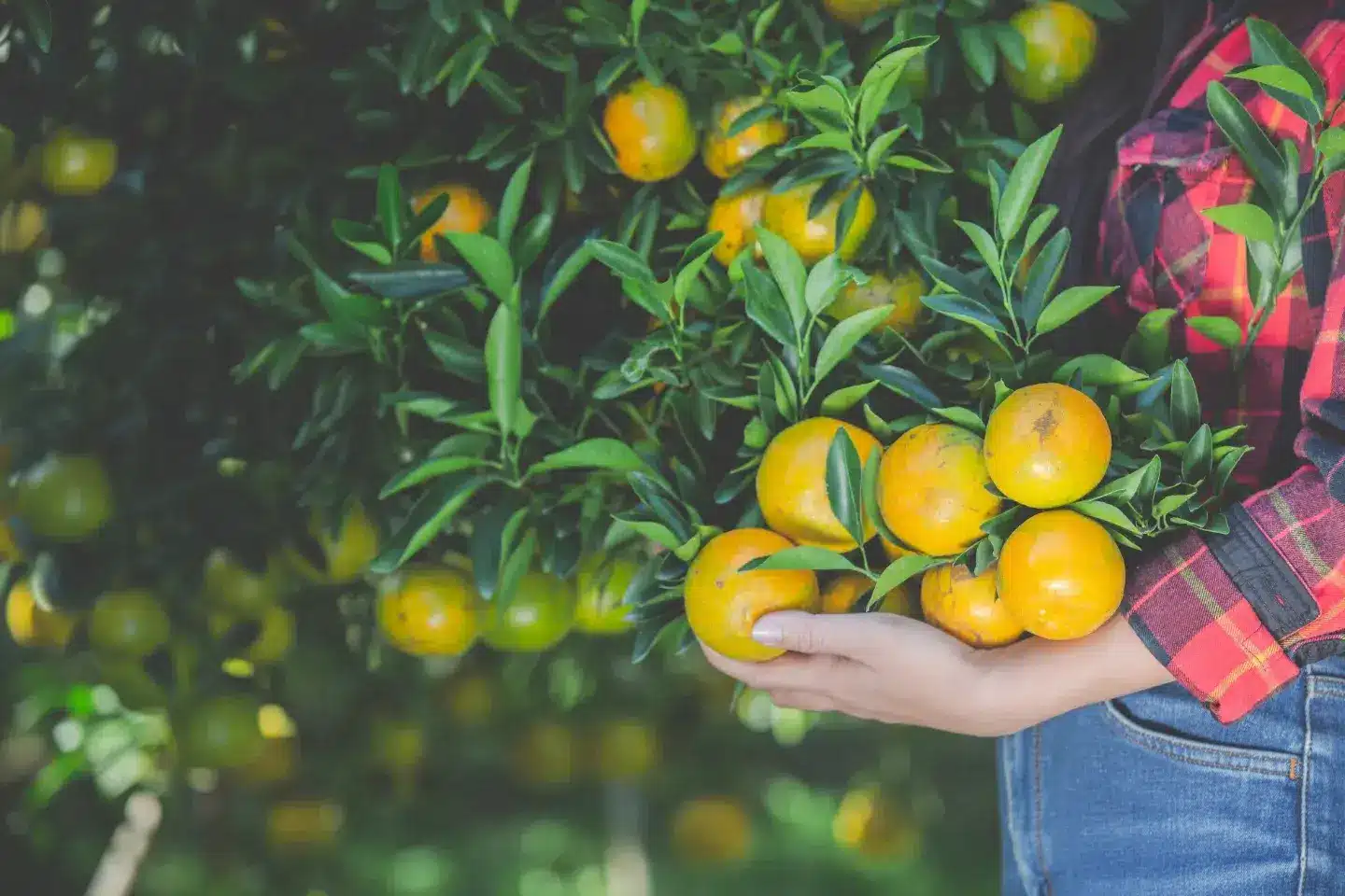 How to Propagate Fruit Trees: Techniques for Seedlings and Grafting