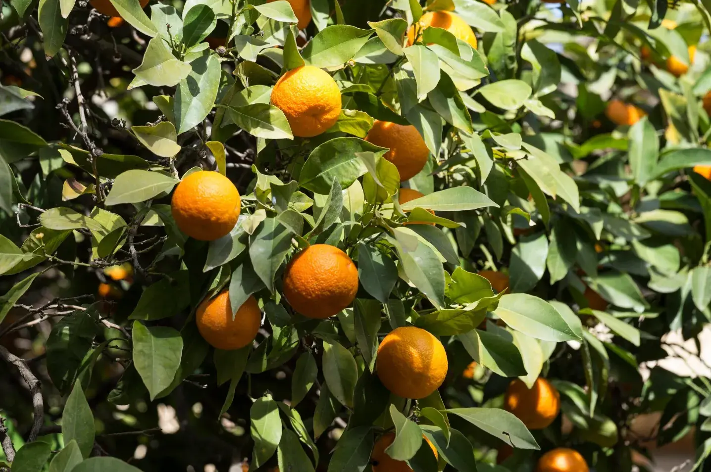 The Impact of Fruit Trees on Your Garden’s Ecosystem