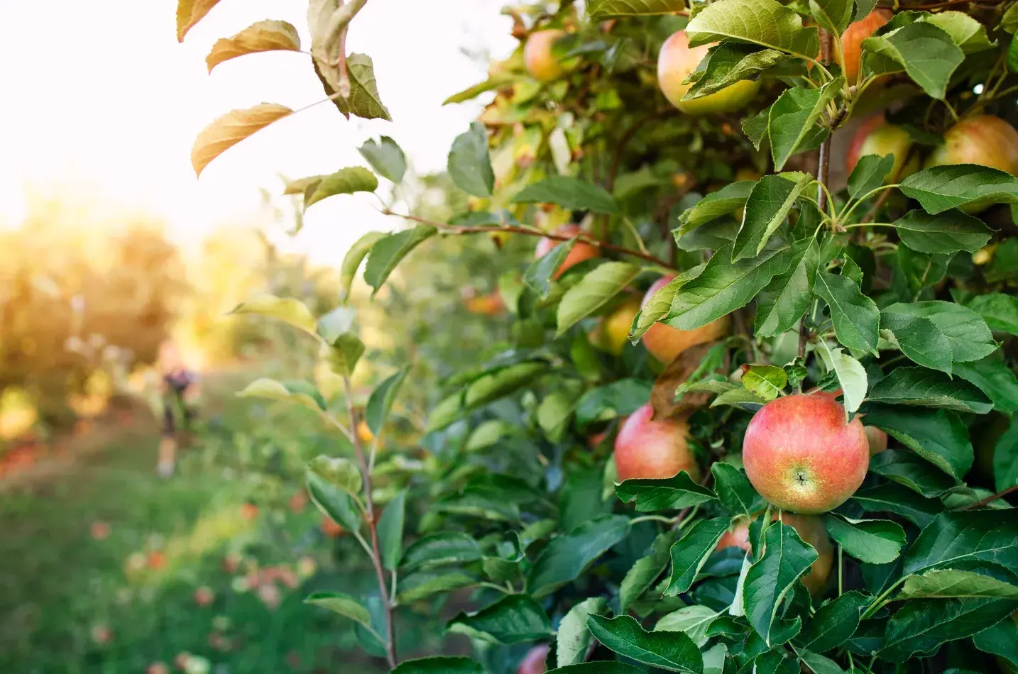 The History and Benefits of Fruit Trees: Where They Come From and Why to Grow Them