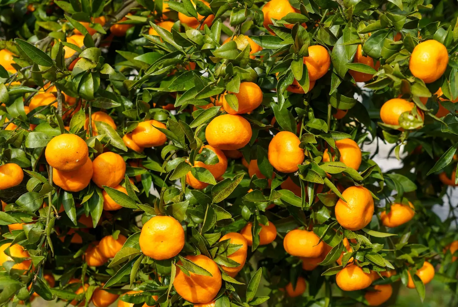 How to Ensure a Bountiful Harvest from Your Fruit Trees